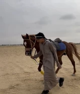 حصان مصري بيور شرط سلم وتحويل