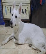 White Swiss German Shepard