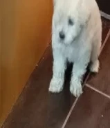 للبيع جرواي مالتيز عمر شهرين صحه جيده ولعوب ذكر وانثهShare