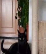 Male cat for adoption. قط ذكر للتبني99818517