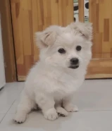 Japanese Spitz Puppy for sale, Four Months old, Well Maintained, Vaccinated and Trained playful dog
