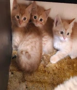 قطط برتش صغار للبيع و الكبار تبني ذكر و نثيه عمر سنتين