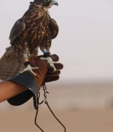 طير فاخر ثنو