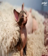 كتنز سفنكس- Sphynx kittens