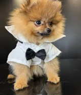 Adorable teacup Pomeranian 7 months DM for more info