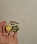 طير روز الصحه جيدا تواصل عبر الرسال ابي جادين الطير الاصفر والاخضر