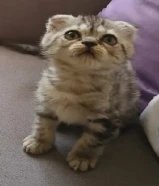 قطط للبيع كيتن في المهبوله