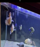 سمك اوسكر و سيكلد أفريقي