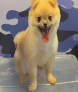 للبيع بومريانين ذكر