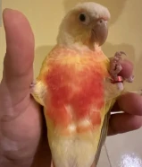 سن شيك كنيور ربوة العمر حوالي سنة جناح كامل