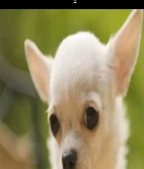 مطلوب جيواوا Chihuahua Require