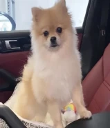 للبيع كلب Pomeranian لطيف و لعوب