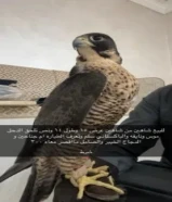 للبيع شاهين من شاهين