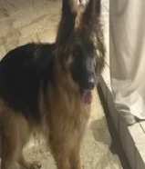 للبيع بوليسات ذكر وانثى
