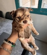 Maltese Puppies