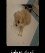 جلب مالتيز مطعمه عمرها شهرين