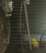 beautiful singing canary with 6 finches with 5 cages everyone healthy birds only 20 KD