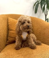 توي بودل تي كب