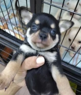 PURE Chihuahua