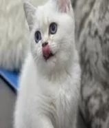 قطه برتش شورت هير و سكوتش فولد