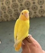 للبيع روز او لوفبيرد ربوه