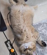 للبيع قط ذكر برتش شورت هير