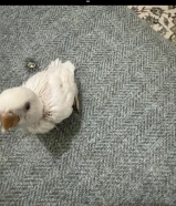 Love bird baby lutino red eys