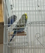 طيور حب (بادجي) زوجي ازرق ولاتينو عيون حمراء مع اقفاصهم