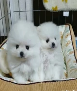 Small dogs for available