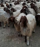 غنم نعيمي للبيع في الكويت