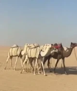 للبيع ابل مزاين 5 بكار وضح