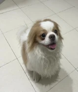 Puppies Shih Tzu for sale . Pure breed