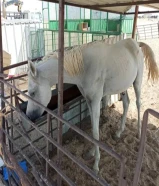 حصان عمره سنتين