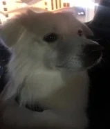 كلب جابنيز سبتز للتبني لاصحاب القلوب الرحيمة والا بيقطوه