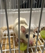 شقر قلايدر لون أبيض ألبينو