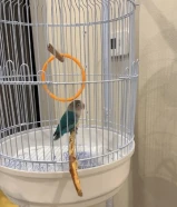 عصفور اروز تقدر ادربه ومعه جميع اغراضه