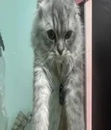 30 دينار لسرعه البيع