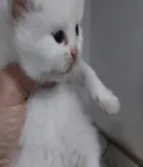 للبيع قطط شيرازي عمر شهر فقط سعر الوحده 20 دينار