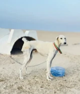 سلوقي عربي اريش