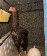 ديج هندي فاخررر