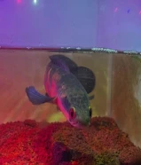 Smakehead Red Barito Grade A