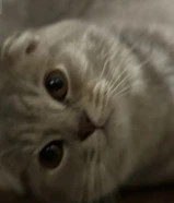 قطة عسل شقية وحنينة جدا متجوزتش البيع لدواعي السفر