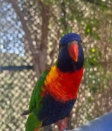 طير لوري جامبو عمره سنتين ربوه يحب يلعب صحته جداً ممتازة ي