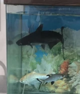 3 very big black shark for sale( 10 kd per pice ) (2 pic for 18 kd) 3( pice 25kd)