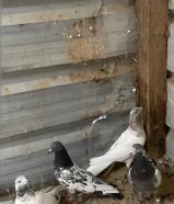 للبيع حمام باكستاني