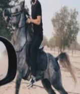 خيل عربي بولش66200459