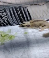 شوقر قلايدر سنجاب الطائر سنجاب يطير الوصف مهم