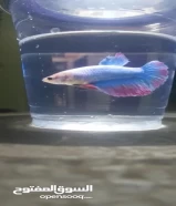 betta fish