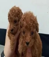 للبيع يرو ذكر تي كاب بودل لون بني غامج جدا