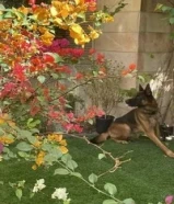 GURU: Male German Shepard, Age 1.5 Years Old
